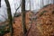 Appalachian Trail Big Cedar Mountain Path