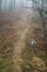 Appalachian Trail in the Fog