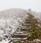 Appalachian Trail in Frozen Fall Foliage at Max Patch