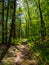 Appalachian Trail, Hiking Path Through Lush Green Forest