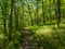 Appalachian Trail Through Lush Forest, Delaware Water Gap