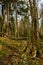 Appalachian Trail on Mount Rogers mountain in Virginia