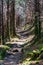 Appalachian Trail, Smoky Mountains, Hiking Path Through Lush Green Forest