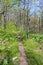 Appalachian Trail in Spring