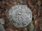 Appalachian Trail Survey Marker