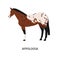 Appalloosa breed horse flat vector illustration. American equine with forelock, pedigree hoss. Equestrian sport, riding