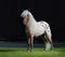 Appaloosa American miniature horse standing on green grass.