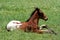 Appaloosa Colt