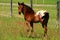 Appaloosa Colt 2