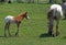 Appaloosa colt and mare