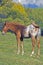 Appaloosa Foal