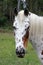 Appaloosa head