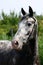 Appaloosa head