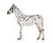 Appaloosa horse