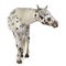 Appaloosa horse