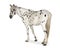 Appaloosa horse