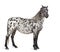 Appaloosa horse