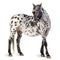 Appaloosa horse