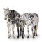 Appaloosa horse