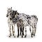 Appaloosa horse