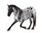 appaloosa horse pictures