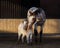 Appaloosa horse and American miniature horse in paddock.