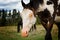 Appaloosa horse with blue eye