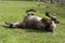 Appaloosa horse enjoying wallowing in the lawn