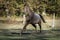 Appaloosa horse galloping in the shadows of some trees