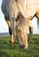 Appaloosa horse grazing.