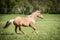 Appaloosa horse on the green meadow