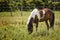 Appaloosa Horse in a Pasture