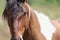 Appaloosa horse in pasture fields closeup. Gorgeous wild horse at ranch