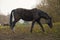 Appaloosa horse pasturing