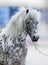 Appaloosa horse portrait