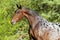 Appaloosa horse portrait in summer