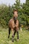 Appaloosa horse running on meadow