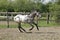 Appaloosa horse - young stallion galloping free