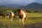 Appaloosa horses