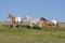 Appaloosa horses on meadow