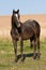 Appaloosa horses on meadow