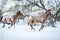 Appaloosa horses running gallop in winter forest