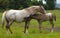 Appaloosa mare & foal