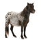 Appaloosa Miniature horse, Equus caballus, 2 years old