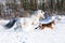 Appaloosa pony and border collie in winter