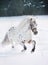 Appaloosa pony in snow