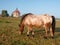 Appaloosa pony which has been clipped stands in a paddock