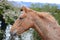 Appaloosa spotted horse portrait