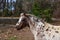 Appaloosa spotted pony