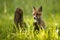 Appealing red fox cub peeking from tall green grass on a green spring meadow